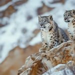 Safari in snow leopard home? Conservationists say Ladakh is no Kaziranga