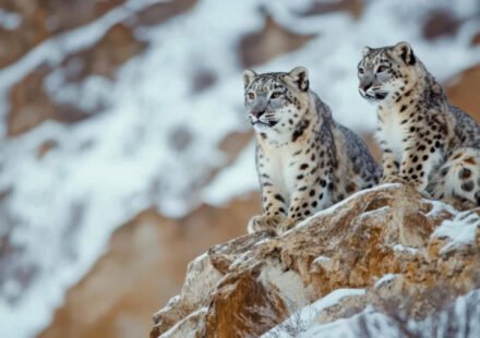 Safari in snow leopard home? Conservationists say Ladakh is no Kaziranga