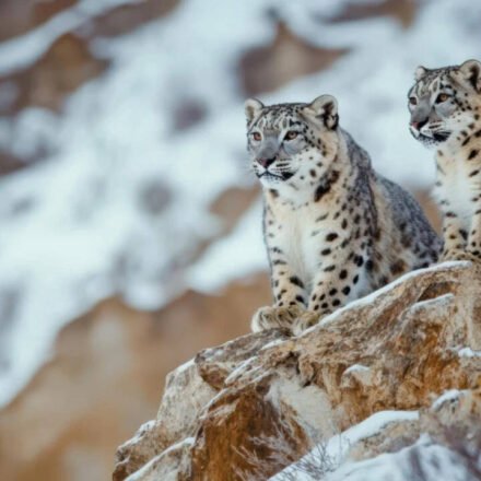 Safari in snow leopard home? Conservationists say Ladakh is no Kaziranga
